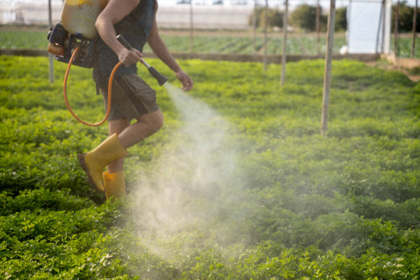 Best Local Pest Control Services  in Wellsburg, WV