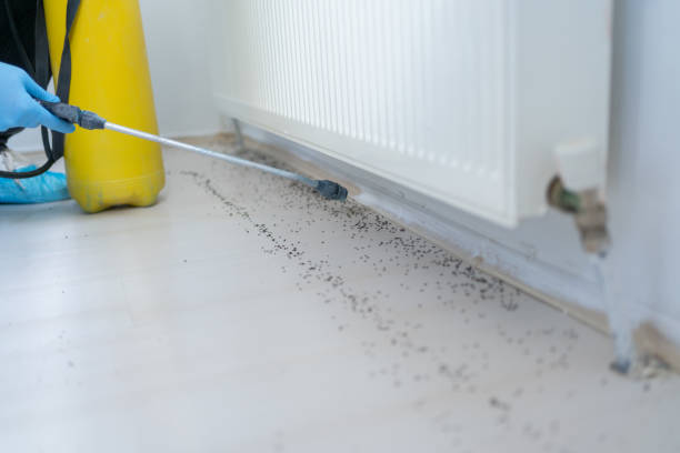 Best Pest Control Treatment  in Wellsburg, WV
